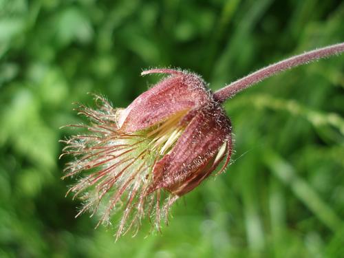 Water Avens (Geum rivale) in July at Northwest Crystal Mountain in northern New Hampshire