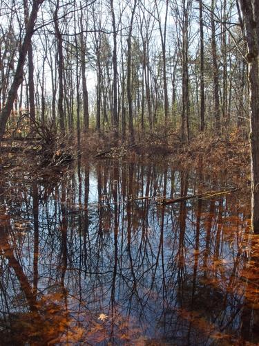 summit swamp on Dagody Hill in southern New Hampshire