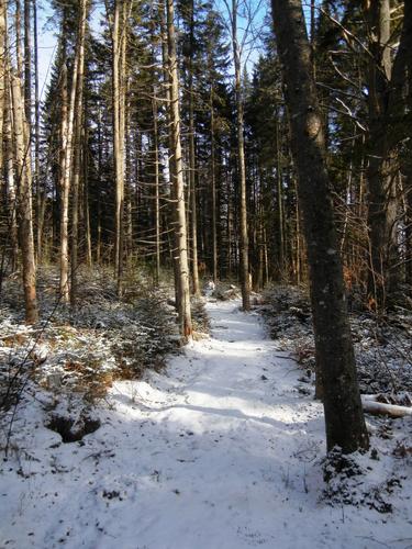 start of trail through David Dana Forest to an old gold mine in northern New Hampshire