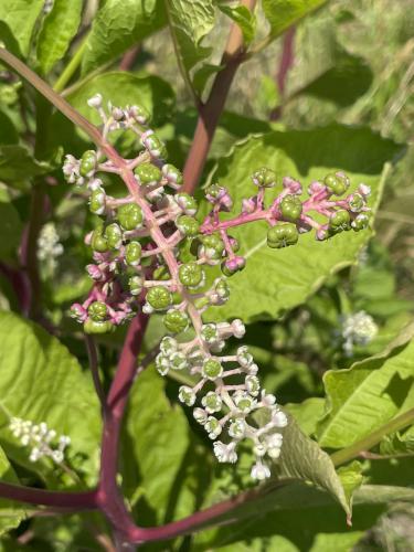 Pokeweed (Phytolacca americana) in June at Daniel Webster Wildlife Sanctuary in eastern Massachusetts
