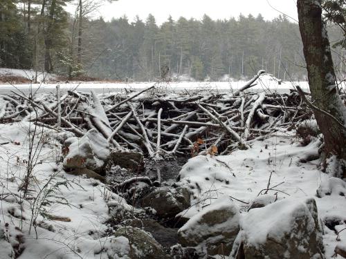 beaver dam in January on Rookery Pond at Danville Town Forest in southern New Hampshire