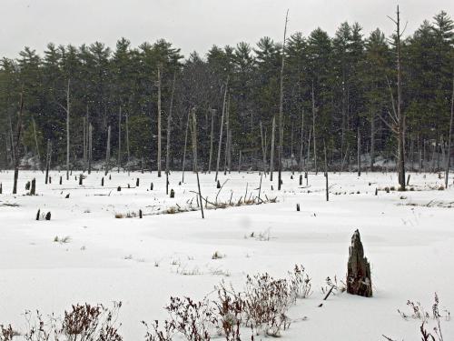 Rookery Pond in January at Danville Town Forest in southern New Hampshire