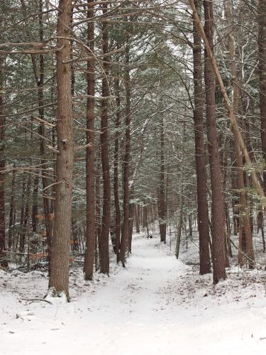 trail in January at Danville Town Forest in southern New Hampshire