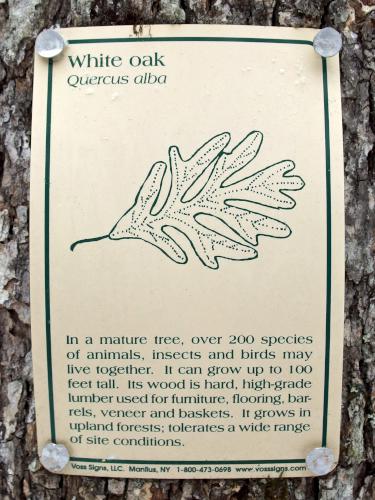 White Oak sign in January at Danville Town Forest in southern New Hampshire