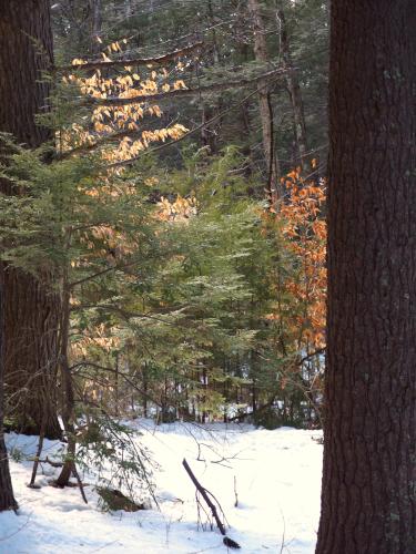 limited tree color in February at Darby Brook Conservation Area in New Hampshire