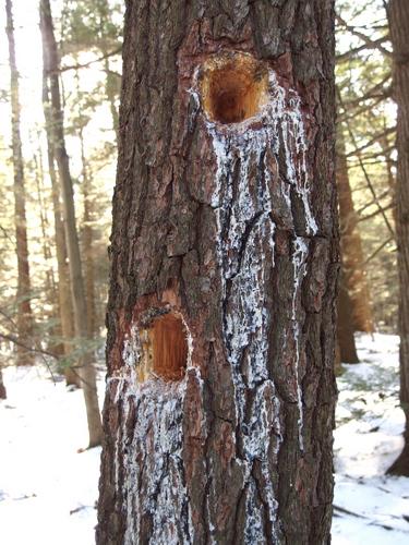woodpecker holes in a White Pine at Davis Hill in southwestern New Hampshire