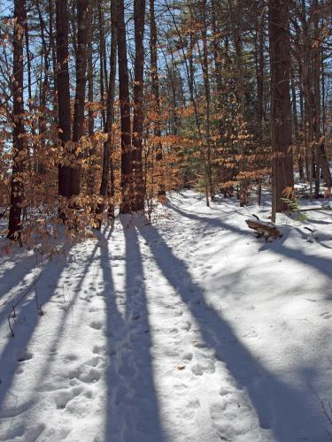 East Trail in February at Dearborn Forest in southern New Hampshire