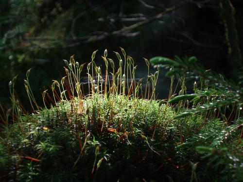 Haircup Moss