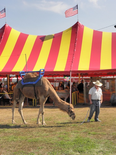 camel riding at Deerfield Fair in New Hampshire