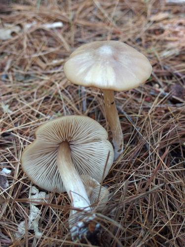 probably Shield Pinkgill (Entoloma clypeatum) on Deer Hill in western Maine