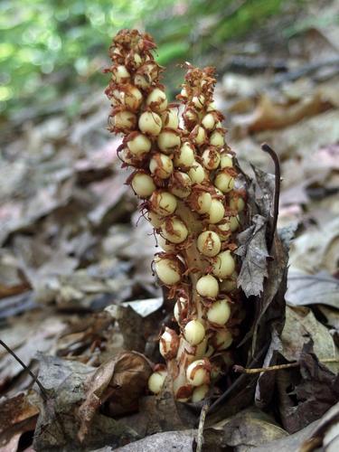 Squaw-Root (Conopholis americana) fruiting in July at Deer Hill in western Maine