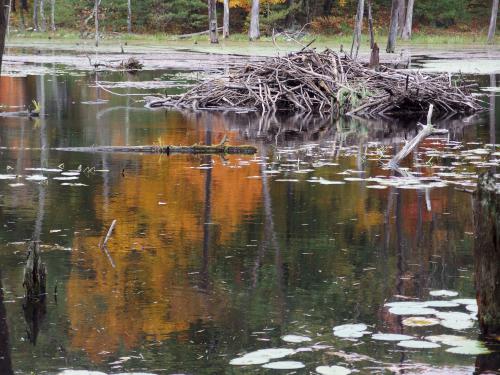 beaver lodge at Deering Wildlife Sanctuary in southern New Hampshire