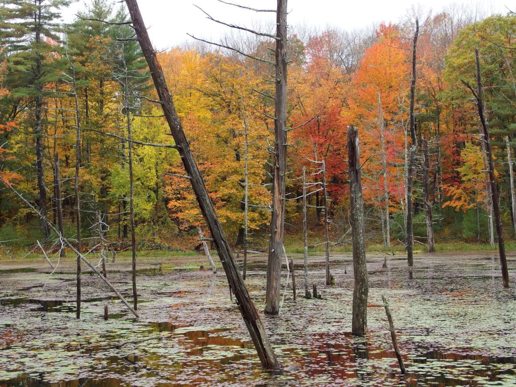 beaver pond in October at Deering Wildlife Sanctuary in southern New Hampshire