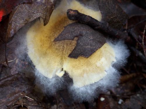 mushroom with Mycelium Mildew in October at Deering Wildlife Sanctuary in southern New Hampshire