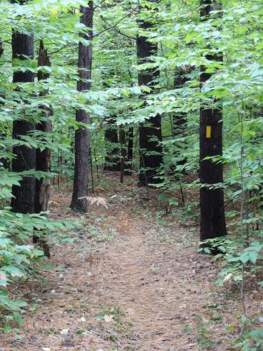 trail at Deering Wildlife Sanctuary in southern New Hampshire