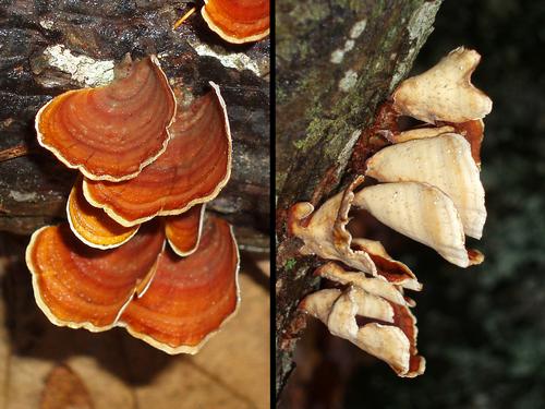 False Turkey Tail mushroom (Stereum ostrea)