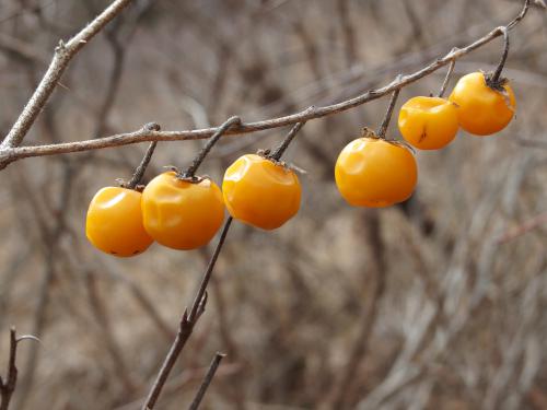 Horse Nettle (Solanum carolinense) berries in March at Delaney Wildlife Management Area near Stow in northeastern Massachusetts