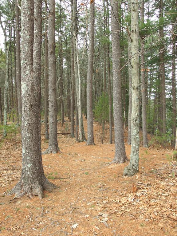 trail at Delaney Wildlife Management Area near Stow in northeastern Massachusetts