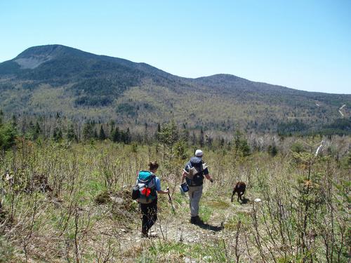 Julie, Keith and Katahdin pass through a clear-cut area with a fine view of Magalloway Mountain on a bushwhack to Diamond Ridge in northern New Hampshire