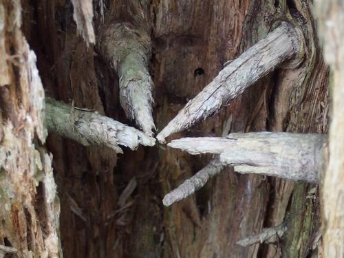 inside a partially-rotted tree trunk is a circle of residual branches appearing to point at a central non-object