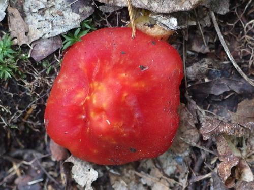 Scarlet Waxycap (Hygrocybe coccinea)