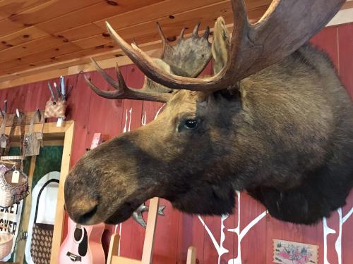 moose head near Diamond Pond Peak in northern New Hampshire