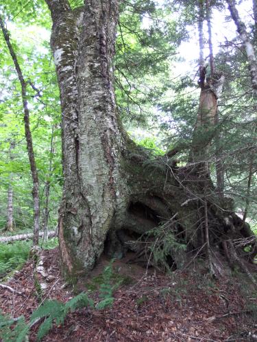 tree at Diamond Pond Peak in northern New Hampshire