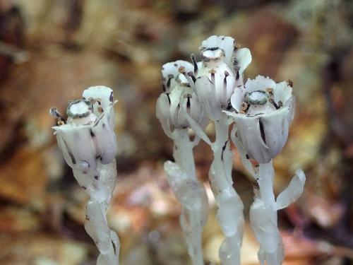 Indian Pipe on Dinsmore Mountain in New Hampshire