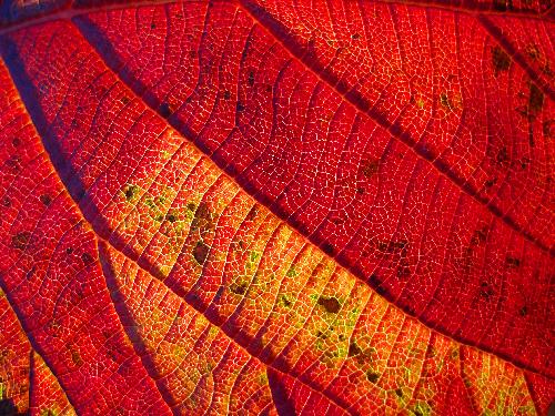 hobblebush leaf in fiery-red fall-foliage color on Dixville Peak in New Hampshire