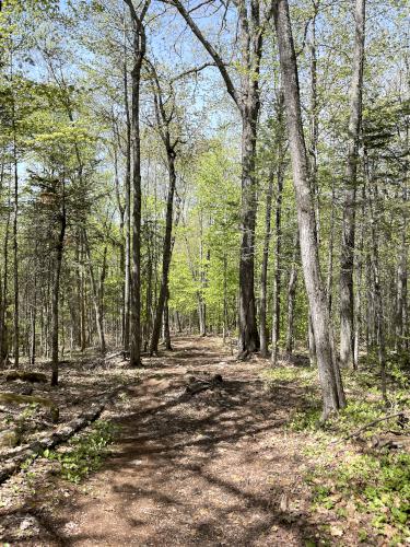trail in June to Doublehead Mountain in New Hampshire
