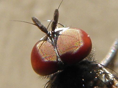 close-up of the eyes of a Flesh Fly on Doubletop Mountain in Maine