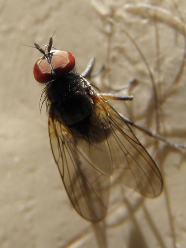 a Flesh Fly caught on fly paper