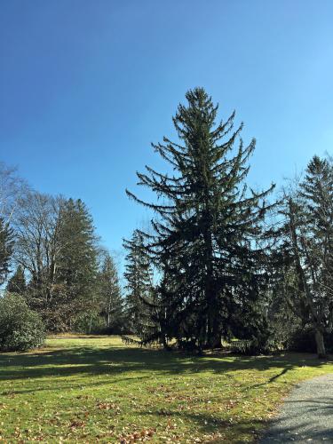 Ornamental Spruce tree at Doyle Park near Leominster, Massachusetts