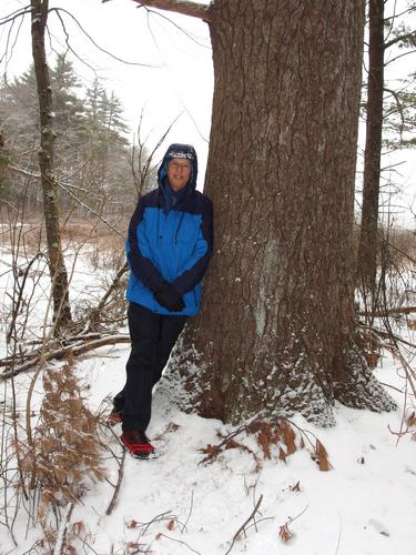 Fred cozies up to a big tree in Lowell-Dracut-Tyngsboro State Forest in eastern Massachusetts
