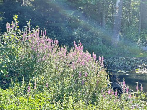 Purple Loosestrife in August at Lowell-Dracut-Tyngsboro State Forest in eastern Massachusetts