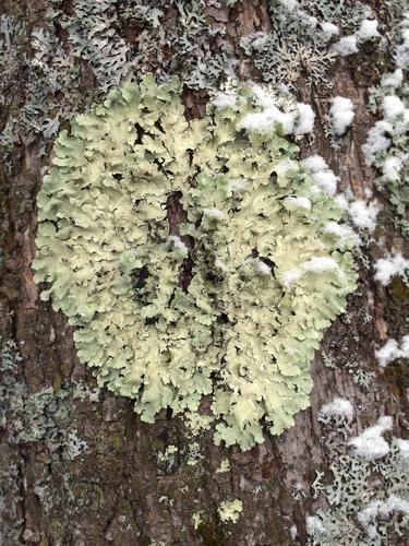 perhaps Eastern Candlewax Lichen (Ahtiana aurescens) at Dracut Lowell Forest in eastern Massachusetts