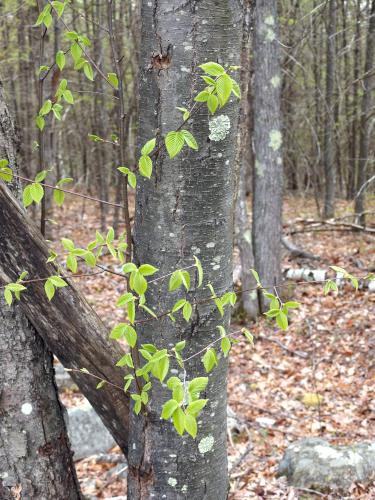 Black Birch trunk in May at Dubes Pond Trail near Hooksett in southern New Hampshire