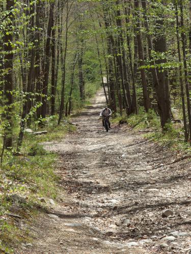 mountain biker in May at Dubes Pond Trail near Hooksett in southern New Hampshire