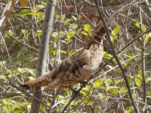Ruffed Grouse in May at Dubes Pond Trail near Hooksett in southern New Hampshire
