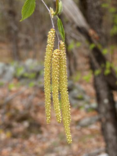 Black Birch (Betula lenta) flowers in May at Dubes Pond Trail near Hooksett in southern New Hampshire