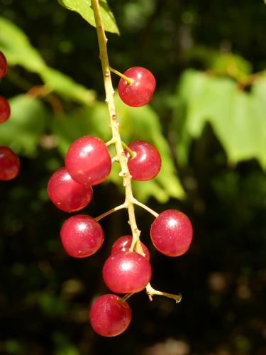 Choke Cherry berries at Dublin Lake in New Hampshire
