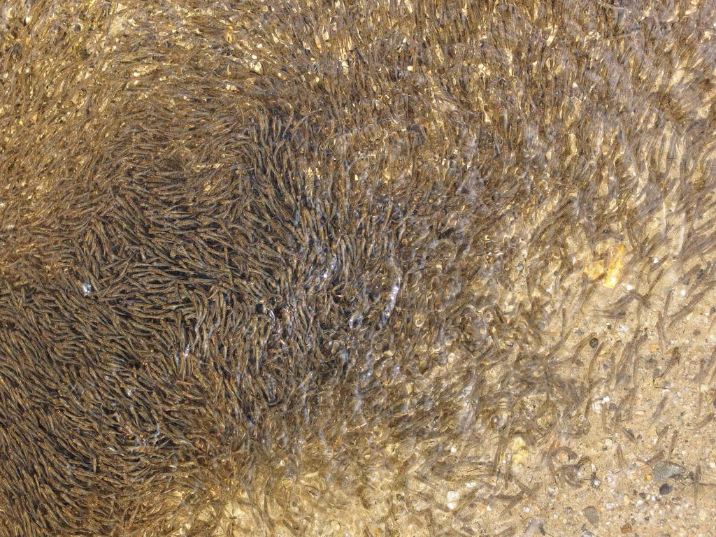 a huge school of baby fish -- probably Rainbow Smelt (Osmerus mordax) -- crowding together in the 
near-shore shallow water of Dublin Lake in southern New Hampshire