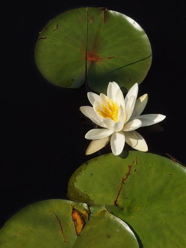 Fragrant Water-lily (Nymphaea odorata) in August at Dumplington Hill in southern New Hampshire