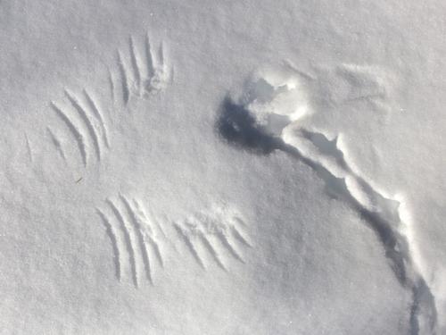 bird print in the snow at Dunstable Rural Land Trust in northeastern Massachusetts