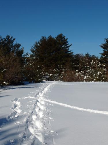 snowshoe tracks at Dunstable Rural Land Trust in northeastern Massachusetts