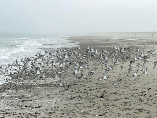 bird flock in January at Duxbury Beach near Duxbury in eastern Massachusetts