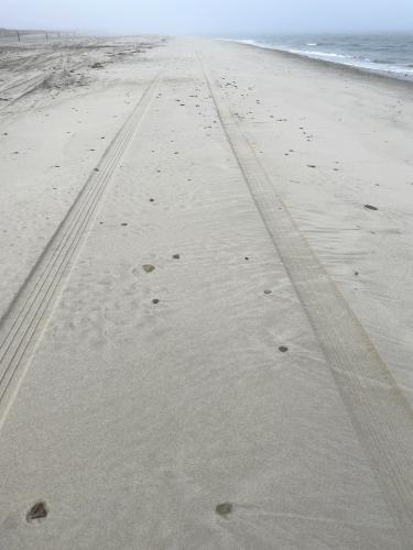 car tracks in January at Duxbury Beach near Duxbury in eastern Massachusetts