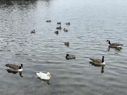 birds in March on Waldo Lake at D. W. Field Park in eastern Massachusetts