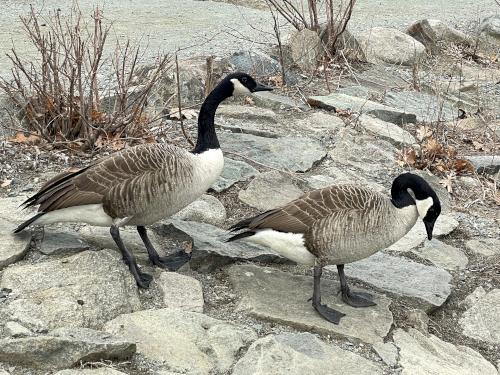 geese in March beside Waldo Lake at D. W. Field Park in eastern Massachusetts