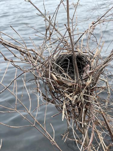 bird nest in March at D. W. Field Park in eastern Massachusetts